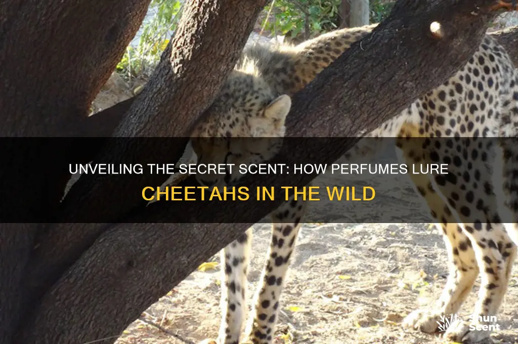 what scent do they use to attract cheetahs