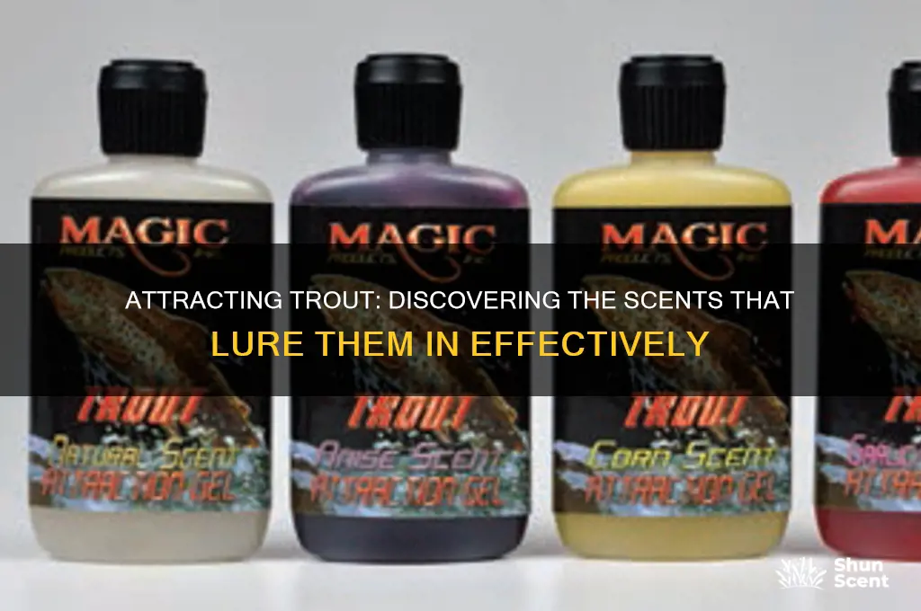 what scent do trout like