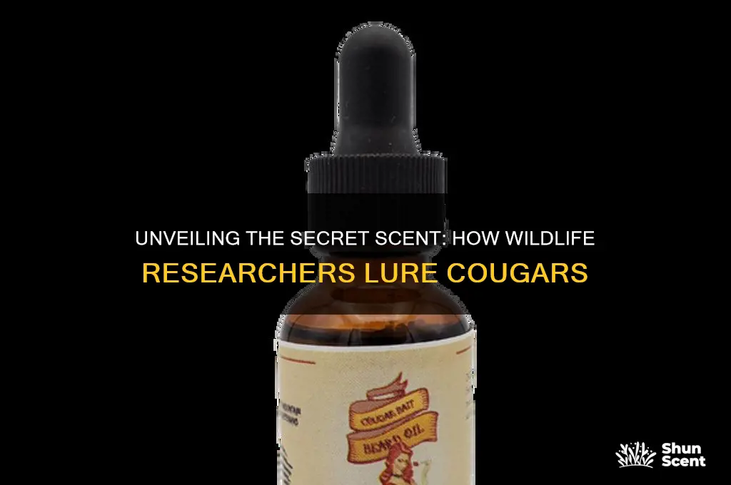 what scent do wildlife research use to attract cougars