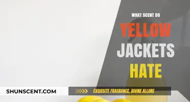 Repel Yellow Jackets Naturally: Scents They Hate and How to Use Them