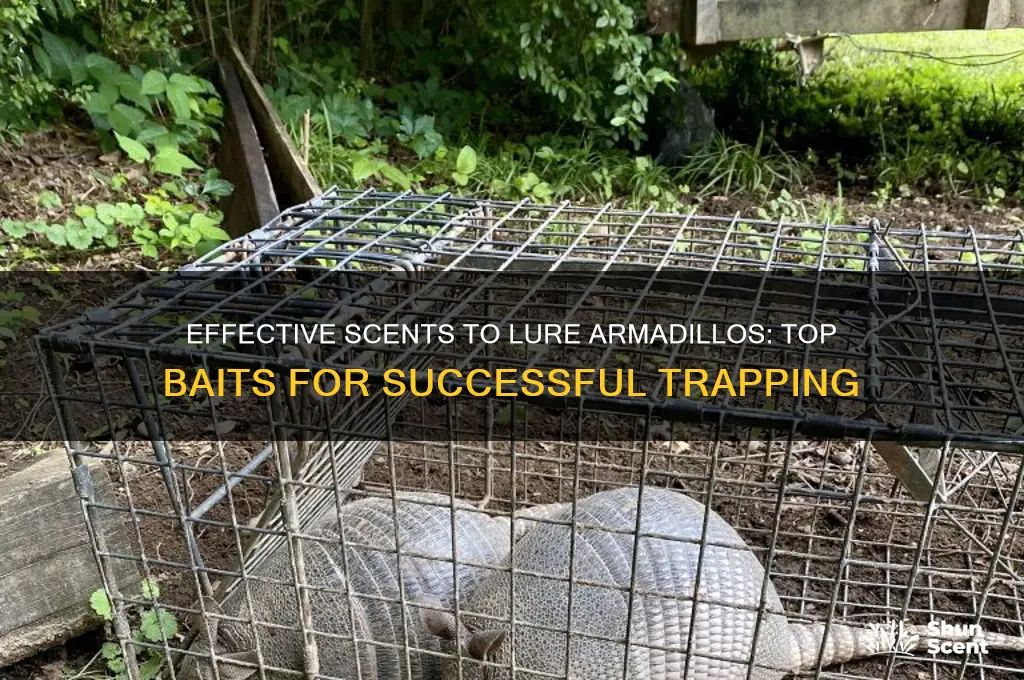 what scent do you use for armidilla trap