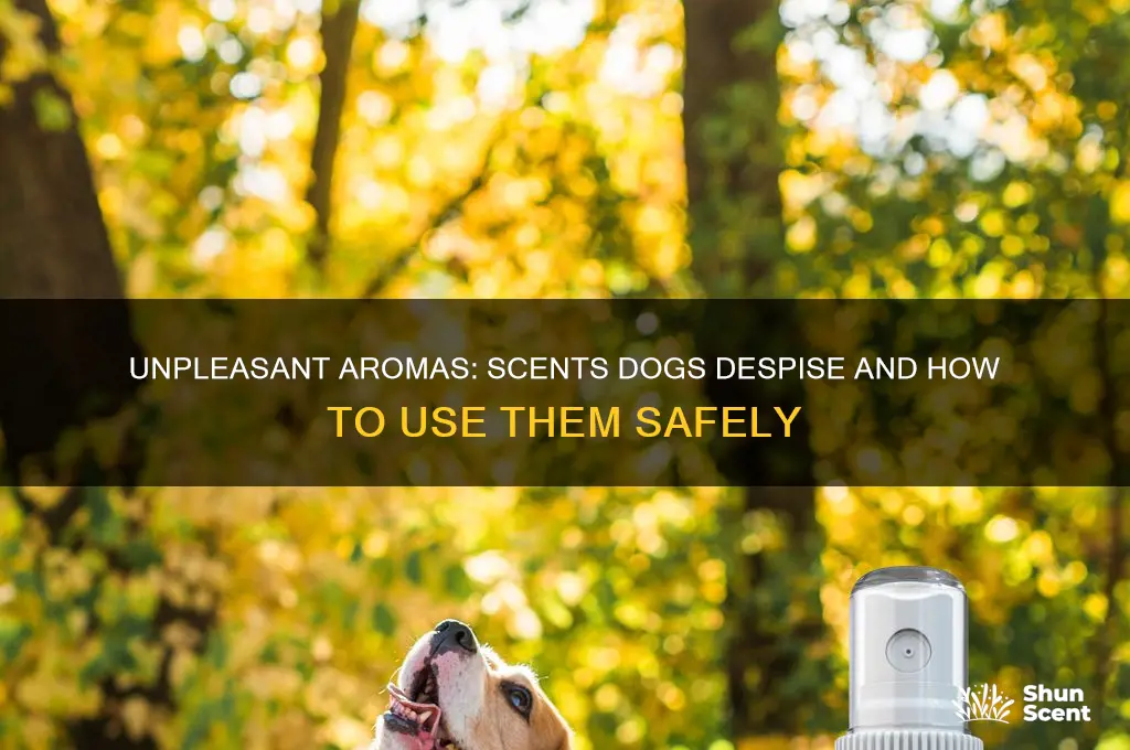what scent does a dog hate