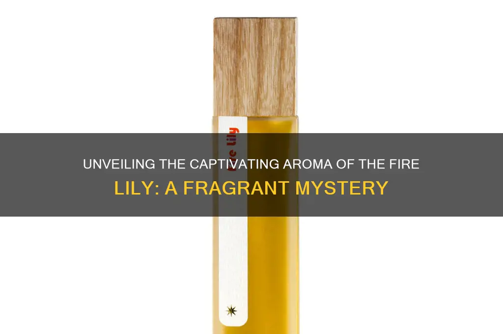 what scent does a fire lily have