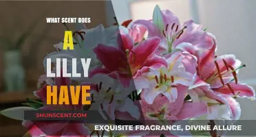 Exploring the Delicate and Enchanting Scent of a Lily Flower