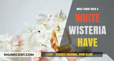 Unveiling the Delicate Fragrance of White Wisteria: A Scent Guide