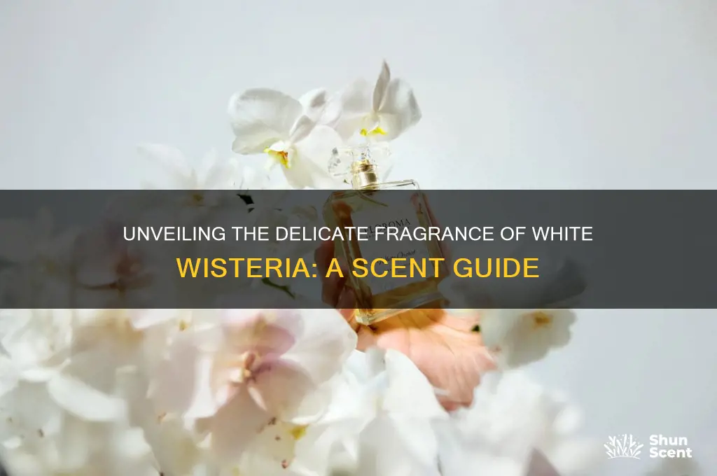 what scent does a white wisteria have