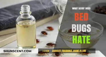 Effective Scents to Repel Bed Bugs: Natural Remedies and Solutions