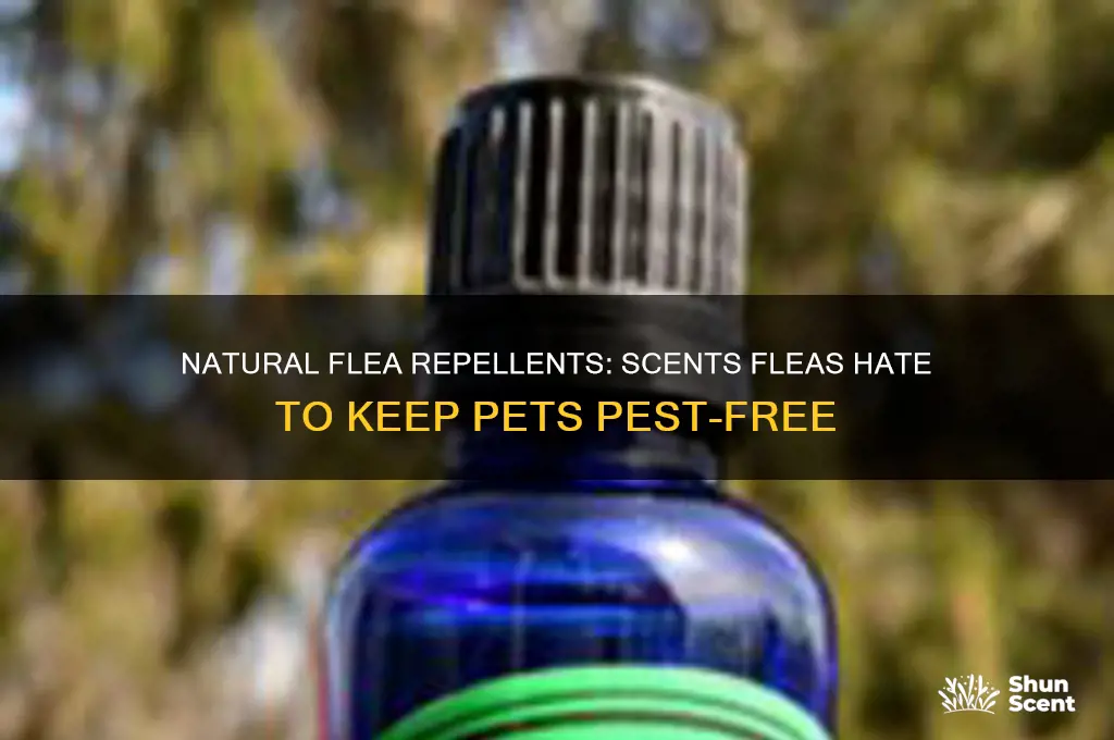 what scent does fleas not like