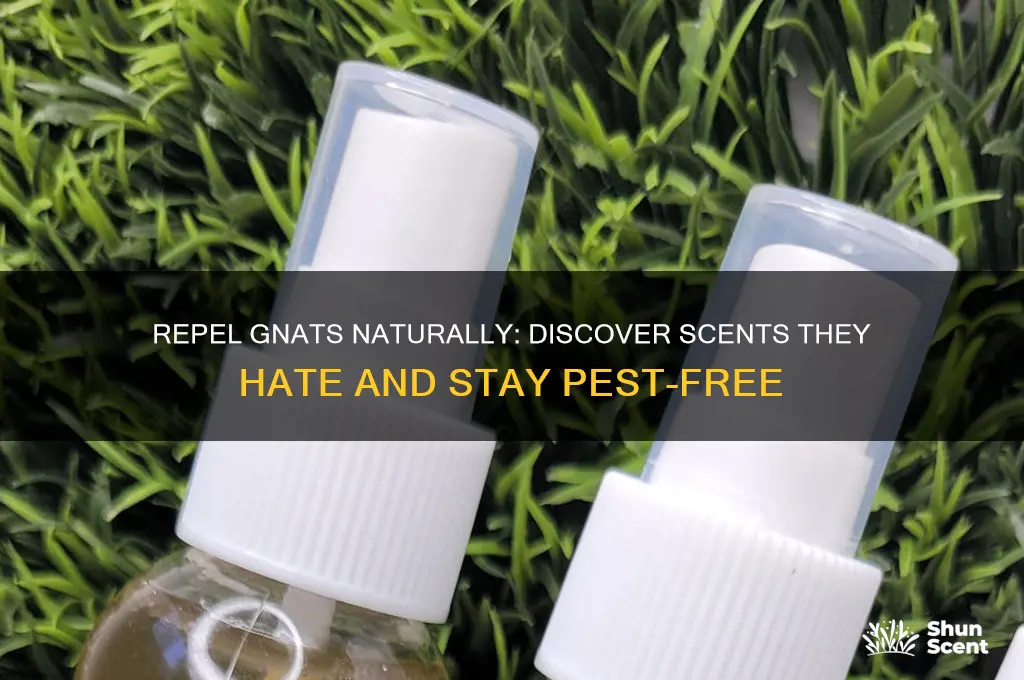 what scent does gnats hate