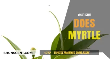 The Aromatic Mystery: Unveiling Myrtle's Unique and Captivating Scent