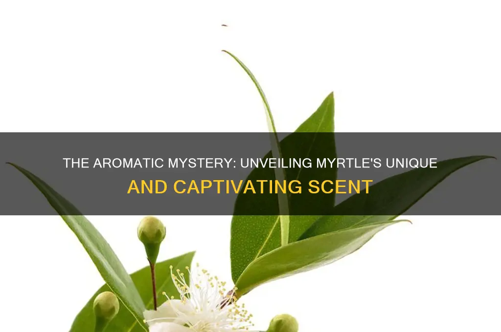 what scent does myrtle