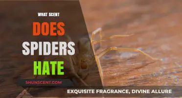 Spider Repellent Scents: Discover Aromas That Keep Spiders at Bay