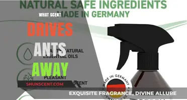 Natural Ant Repellents: Scents That Keep Ants at Bay