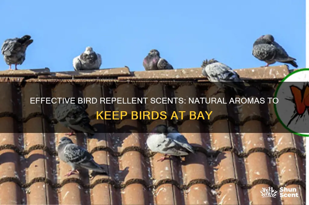 what scent drives away birds