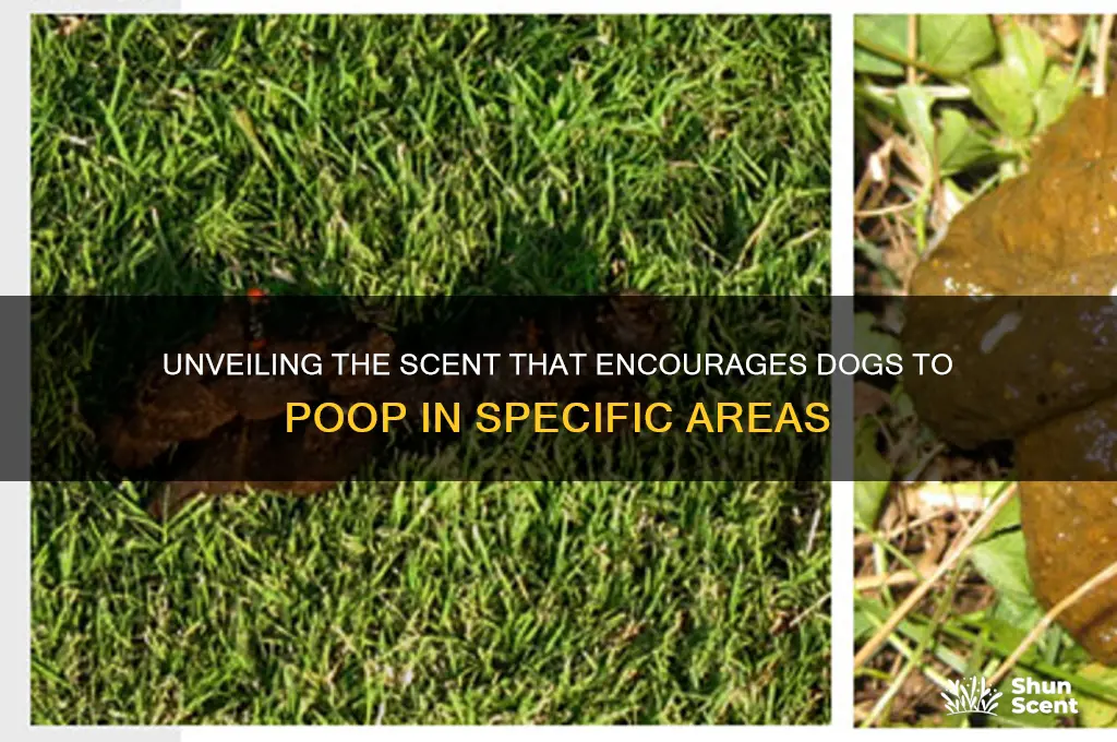 what scent encourages dogs to poo in an area