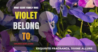 Exploring Violet's Aromatic Roots: Unveiling Its Scent Family Secrets