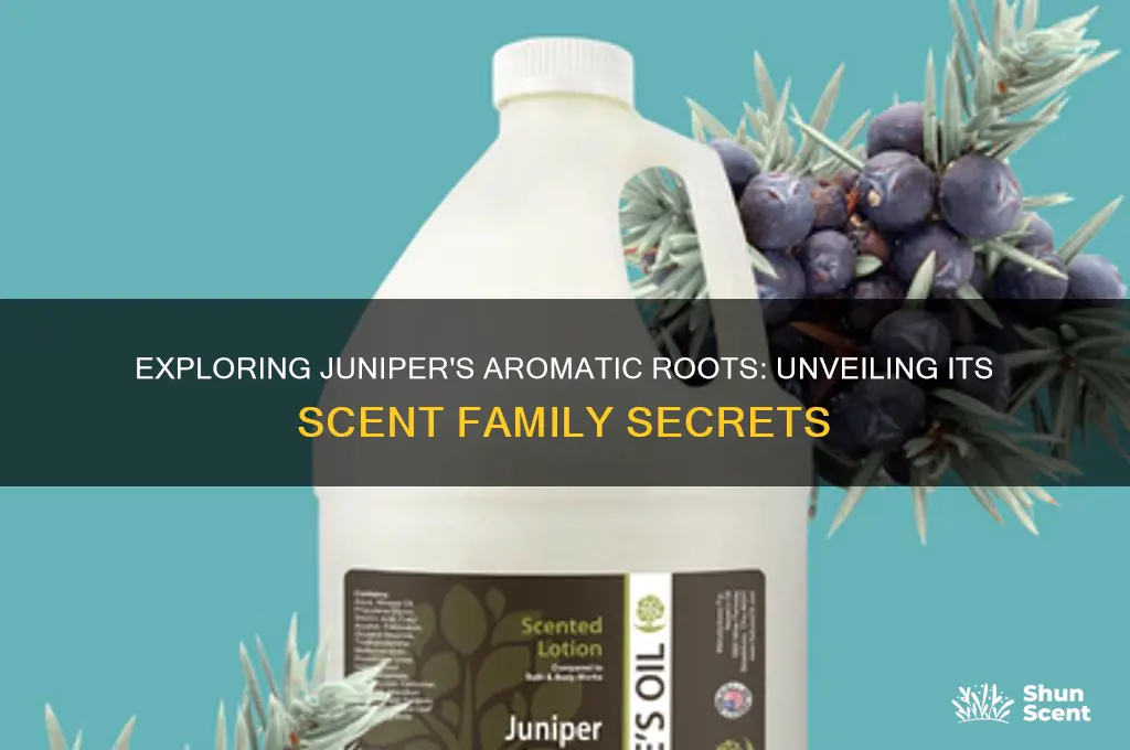 what scent family is juniper