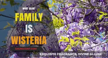 Wisteria's Aromatic Allure: Unveiling Its Scent Family and Floral Notes