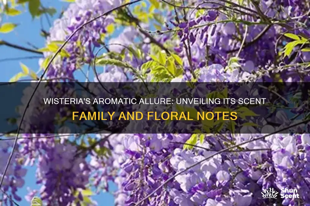 what scent family is wisteria