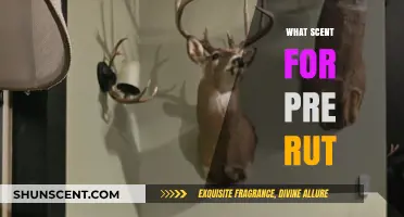 Pre-Rut Scents: Choosing the Right Lure for Early Deer Season