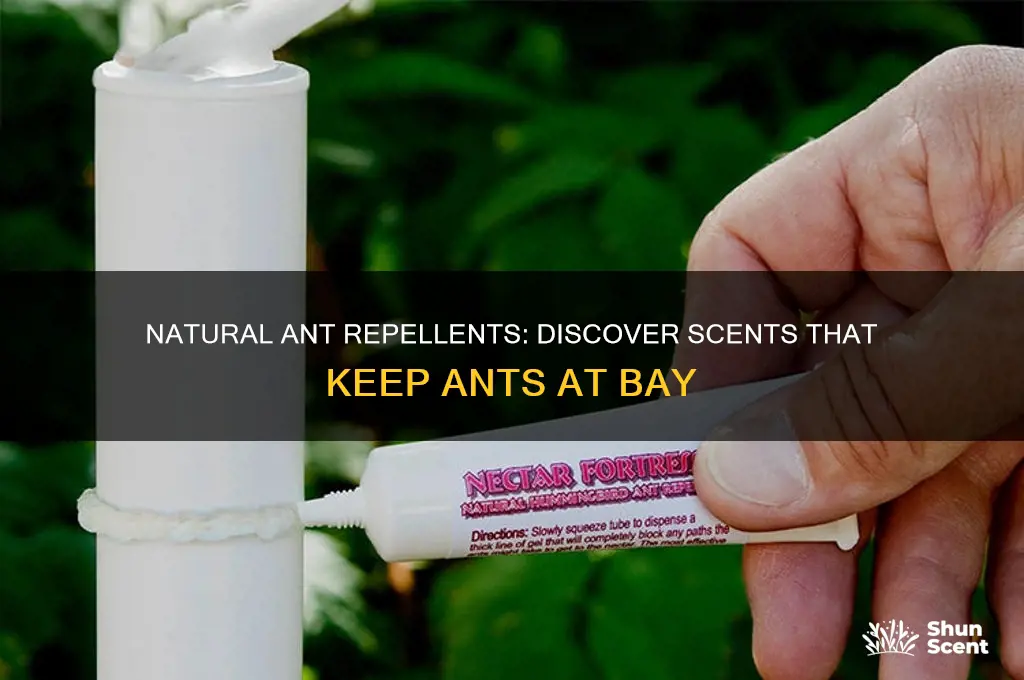 what scent gets rid of ants