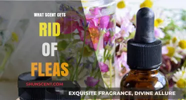 Effective Natural Scents to Repel and Eliminate Fleas from Your Home