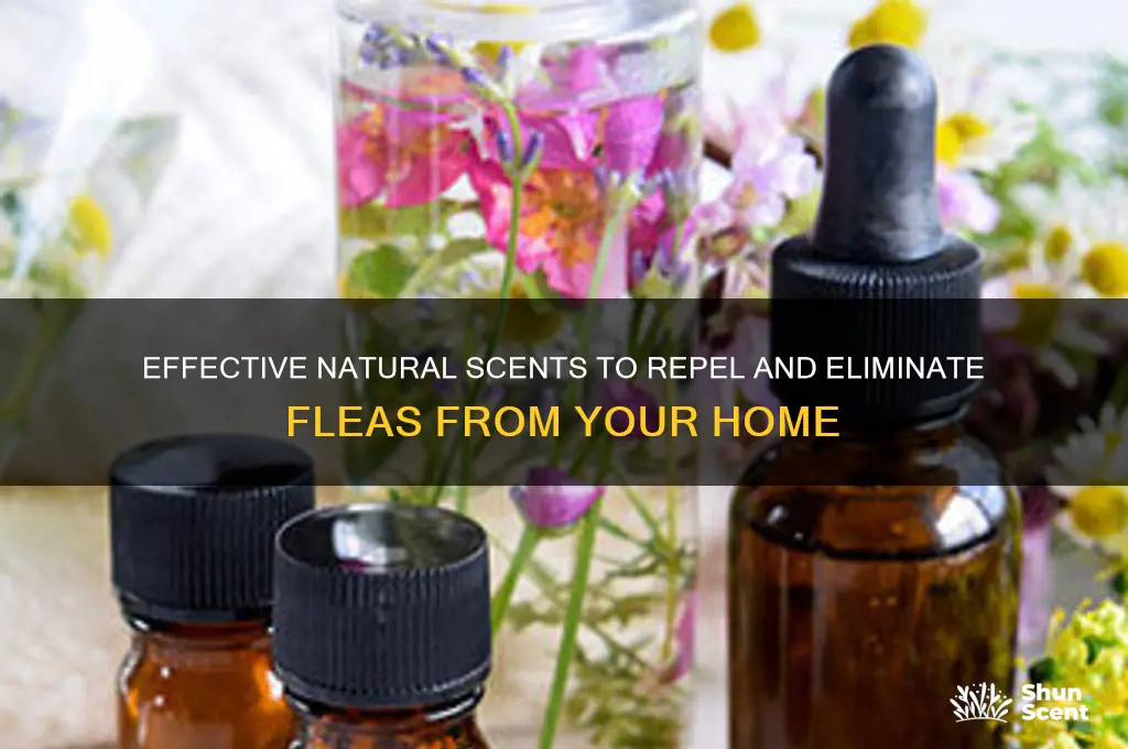 what scent gets rid of fleas