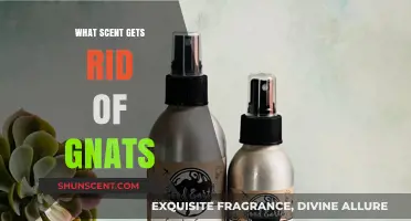 Effective Scents to Repel Gnats: Natural Solutions for a Pest-Free Home