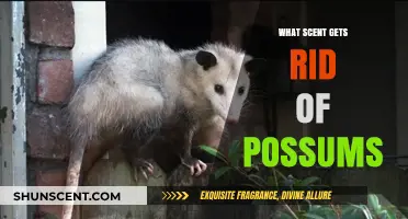 Effective Scents to Repel Possums: Natural Solutions for Your Garden