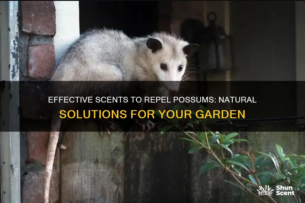 what scent gets rid of possums