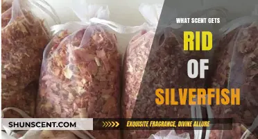 Effective Scents to Eliminate Silverfish: Natural Repellents That Work