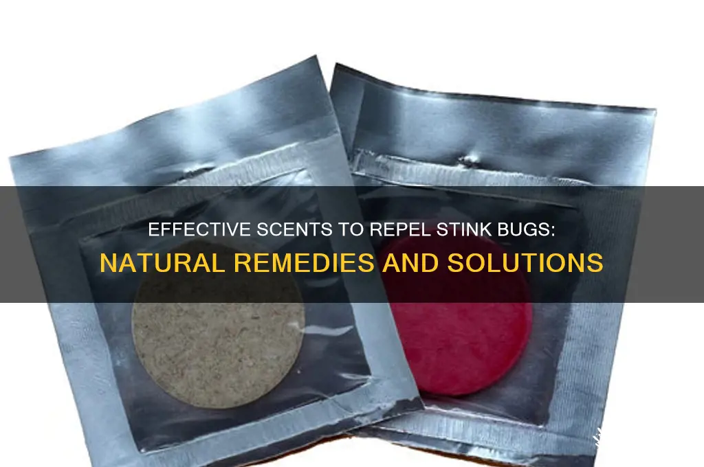 what scent gets rid of stink bugs