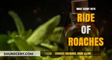 Effective Roach Repellents: Scents That Naturally Eliminate Cockroaches Fast