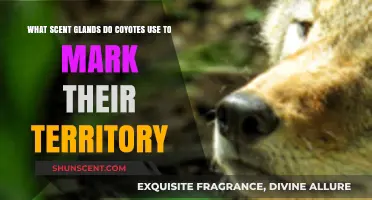 Coyote Scent Marking: Unveiling the Glands Behind Territorial Claims
