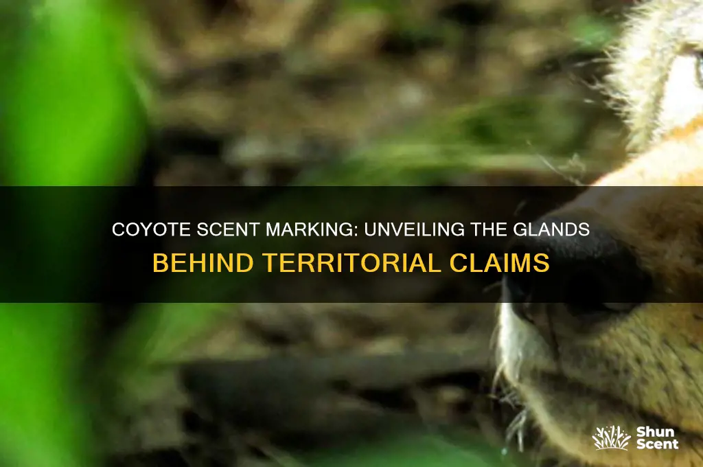 what scent glands do coyotes use to mark their territory