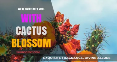 Pairing Perfumes: Ideal Scents to Complement Cactus Blossom Fragrance