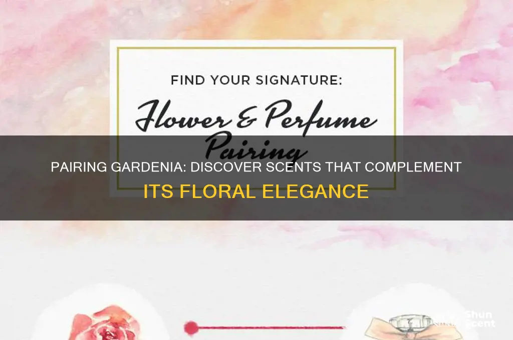 what scent goes well with gardenia