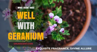 Pairing Geranium: Discover the Perfect Scents to Complement Its Floral Notes