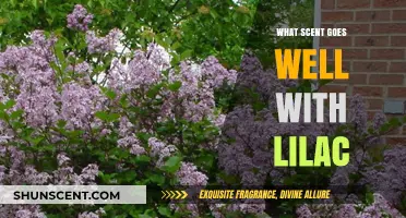 Pairing Lilac: Discover the Perfect Scents to Enhance Its Floral Charm