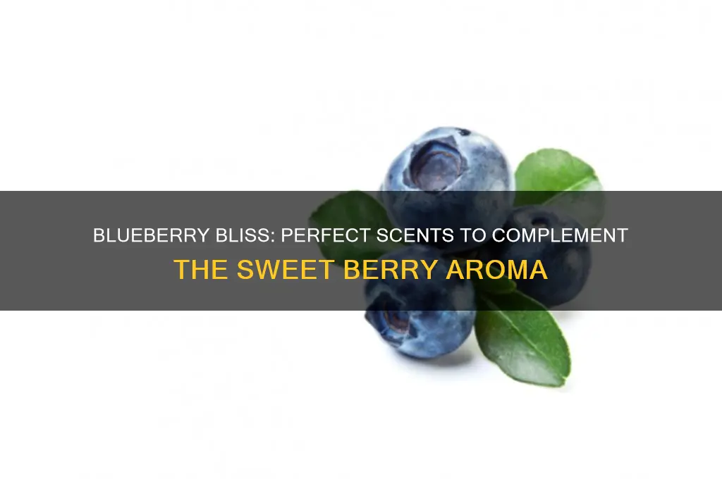 what scent goes with blueberries
