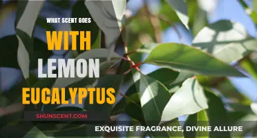 Pairing Lemon Eucalyptus: Ideal Scents to Complement Its Fresh Aroma