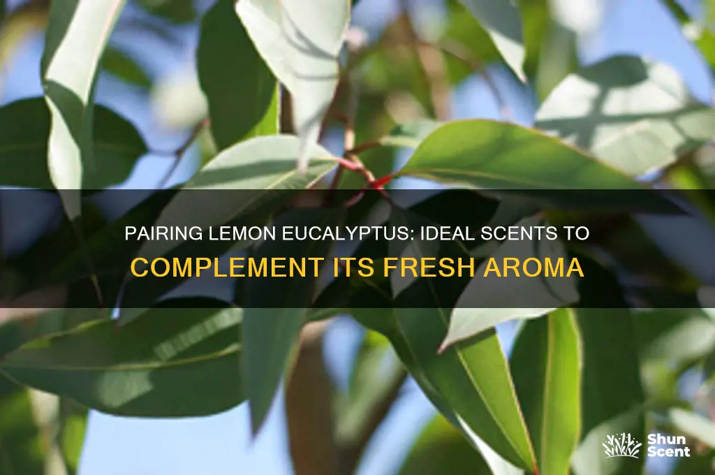 what scent goes with lemon eucalyptus
