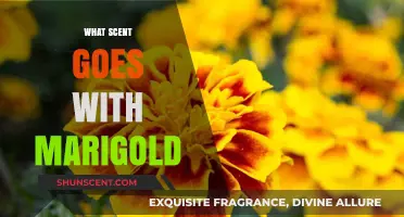 Pairing Marigold: Discover the Perfect Scents to Complement Its Warmth