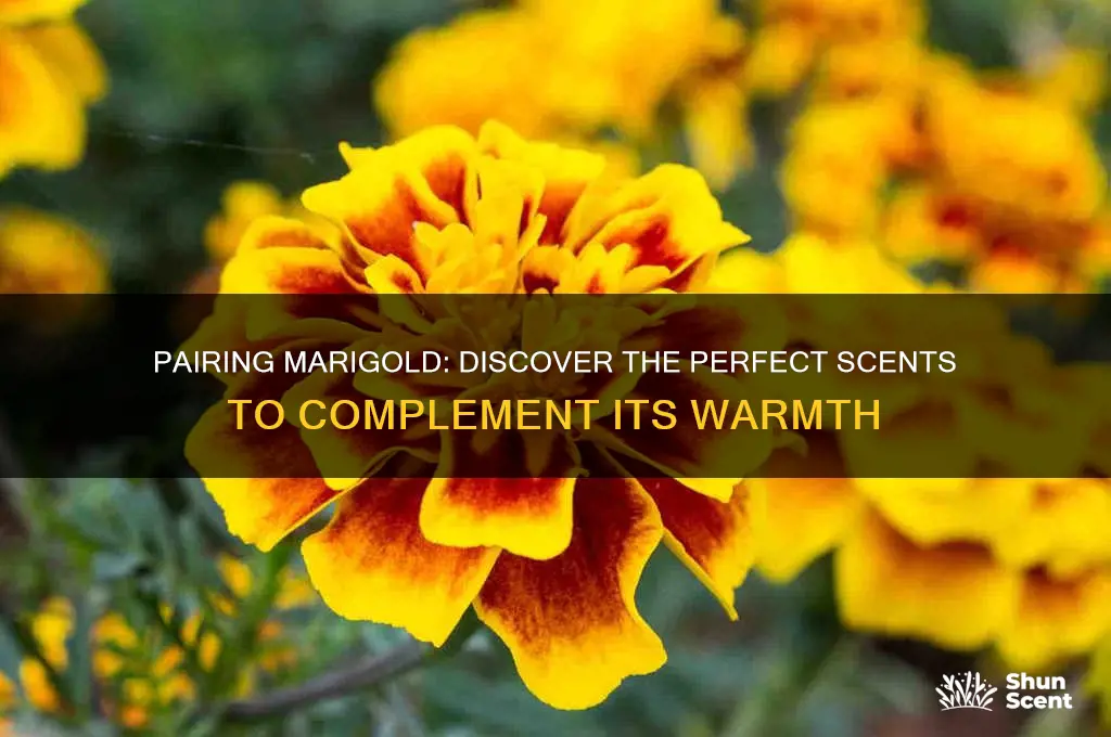 what scent goes with marigold