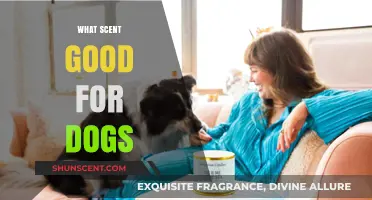 Pet-Friendly Aromas: Discovering the Best Scents for Your Dog's Comfort