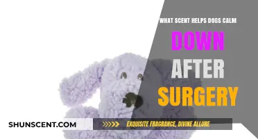 Soothing Scents for Post-Surgery Dogs: Calming Aromas to Aid Recovery
