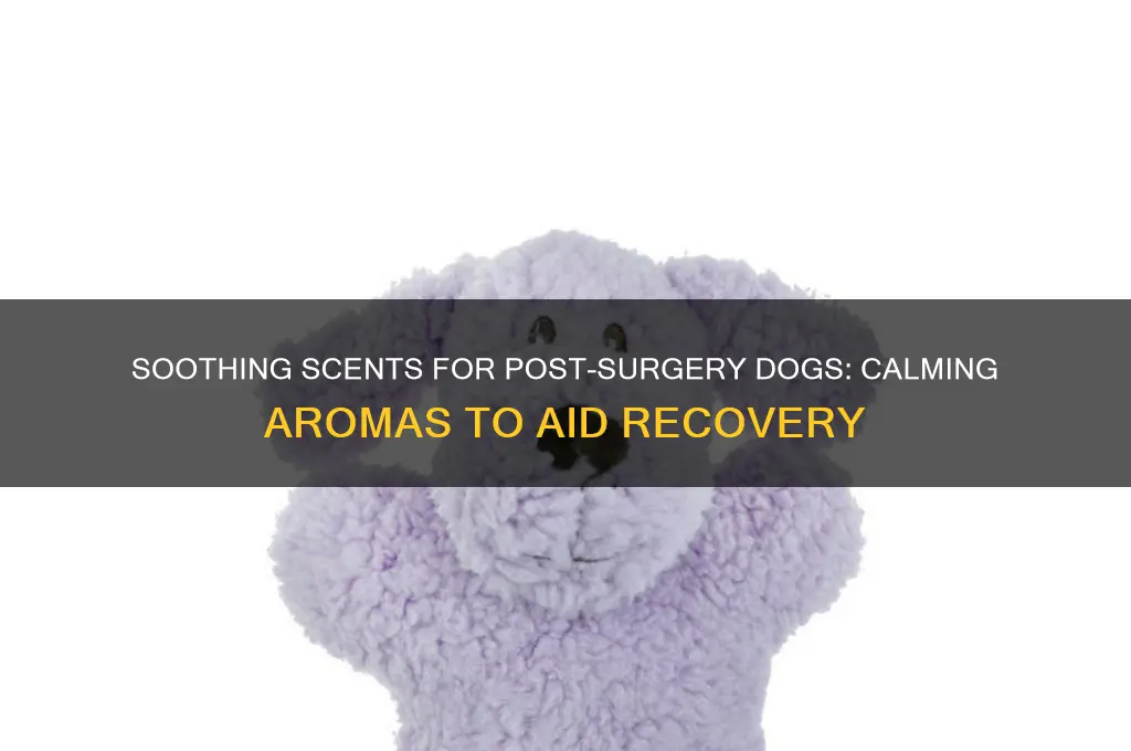 what scent helps dogs calm down after surgery