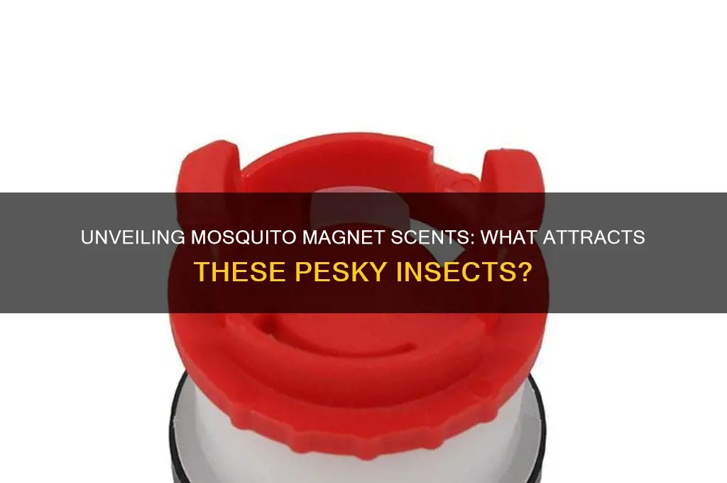 what scent is a mosquite attracted to