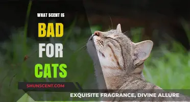 Avoid These Scents: What Smells Are Harmful to Cats?