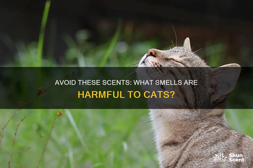 what scent is bad for cats